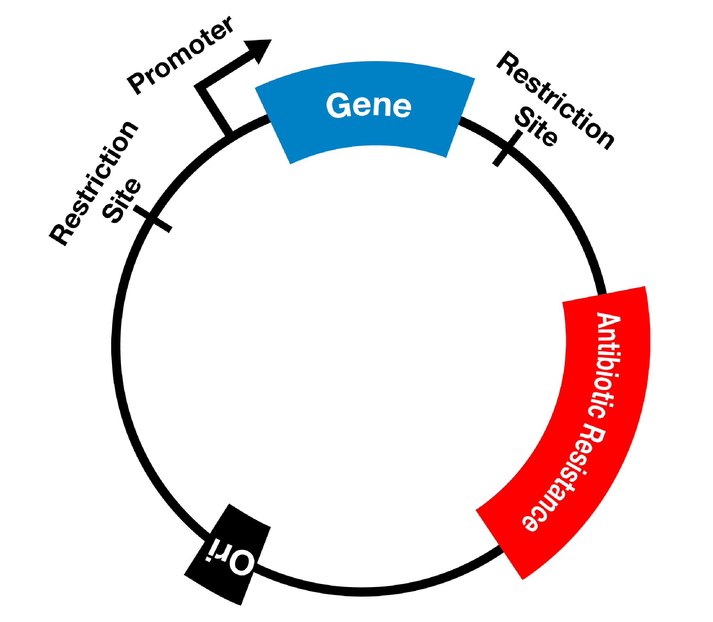 Plasmids Simplified